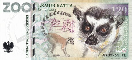 120 ZOO WROCLAW Lemur katta